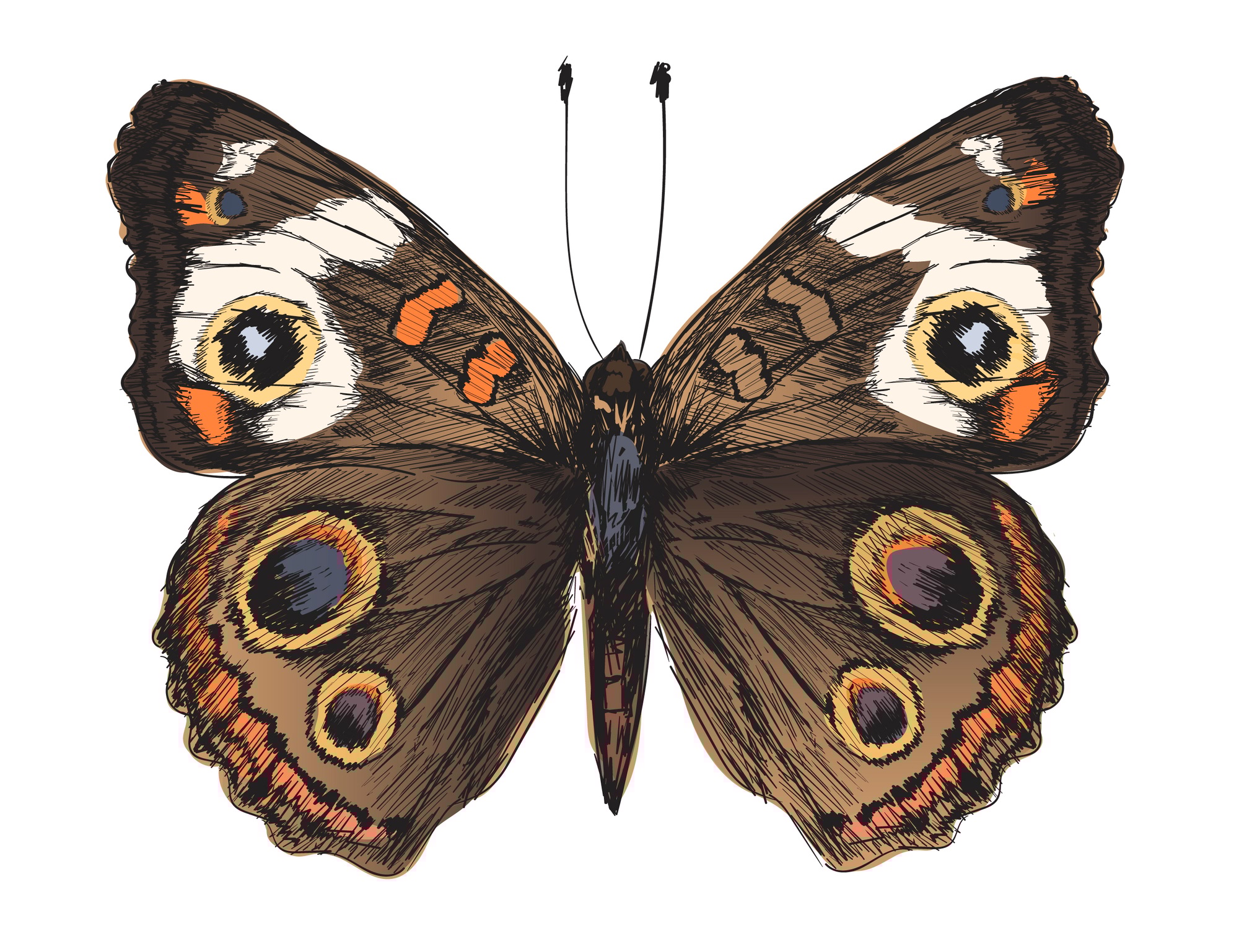 Illustration drawing style of butterfly